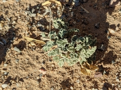 Sphaeralcea hastulata