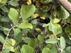 Trigona fulviventris
