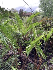 Blechnum chilense