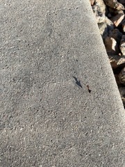Endiodioctes