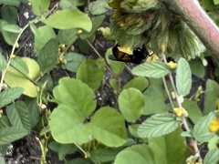 Trigona fulviventris