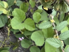 Trigona fulviventris