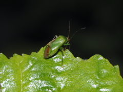 Apolygus spinolae