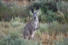 Osphranter robustus erubescens