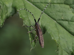 Agapanthia villosoviridescens