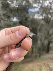 Macroprotodon brevis
