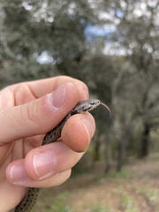 Macroprotodon brevis