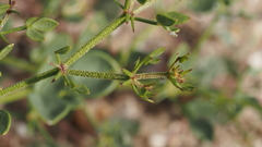 Fagonia pachyacantha