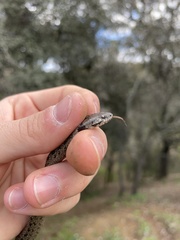 Macroprotodon brevis