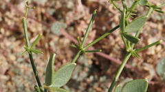 Fagonia pachyacantha