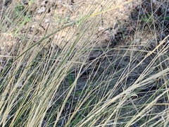 Nassella tenuissima