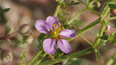 Fagonia pachyacantha