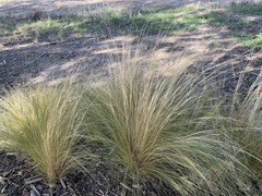 Nassella tenuissima