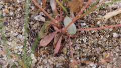 Hypertelis umbellata