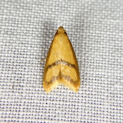 Hapaloteucha paragramma