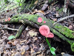 Phillipsia domingensis