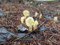 Cudoniaceae