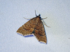Focillidia texana