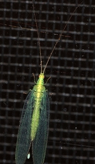 Apertochrysa edwardsi