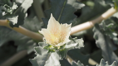 Mentzelia involucrata