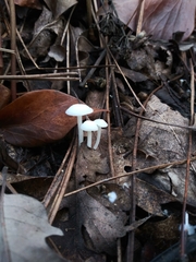 Hemimycena lactea