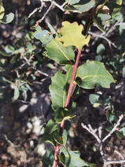Quercus depressipes