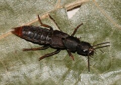Platydracus mysticus