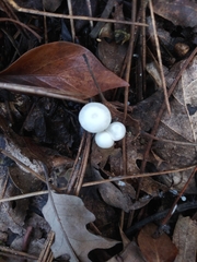 Hemimycena lactea