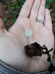 Hemimycena lactea