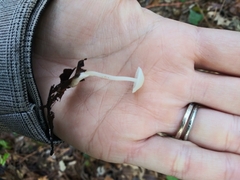 Hemimycena lactea