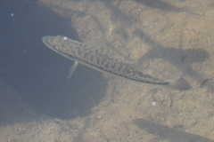 Micropterus