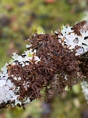 Frullania nisquallensis