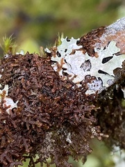 Frullania nisquallensis