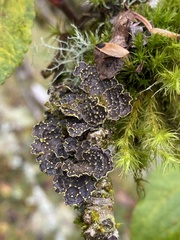 Pseudocyphellaria citrina
