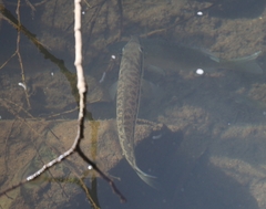 Micropterus