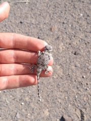 Phrynocephalus scutellatus