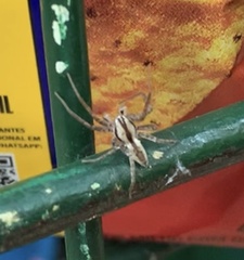 Arachosia praesignis