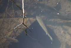 Micropterus