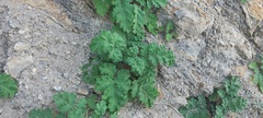Phacelia pedicellata