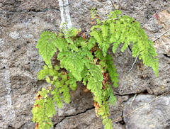 Adiantum concinnum