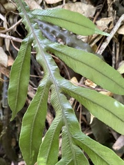 Blechnum patersonii