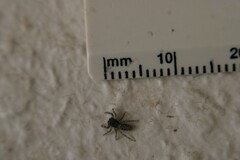 Platycryptus californicus