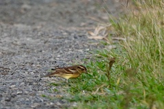 Emberiza aureola