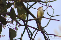 Myiarchus cinerascens