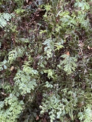 Hymenophyllum cupressiforme
