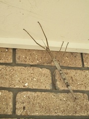 Acrophylla enceladus