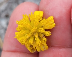 Helenium pinnatifidum