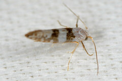 Argyresthia annettella