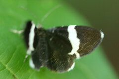 Trichodezia albovittata