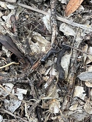 Aneides lugubris